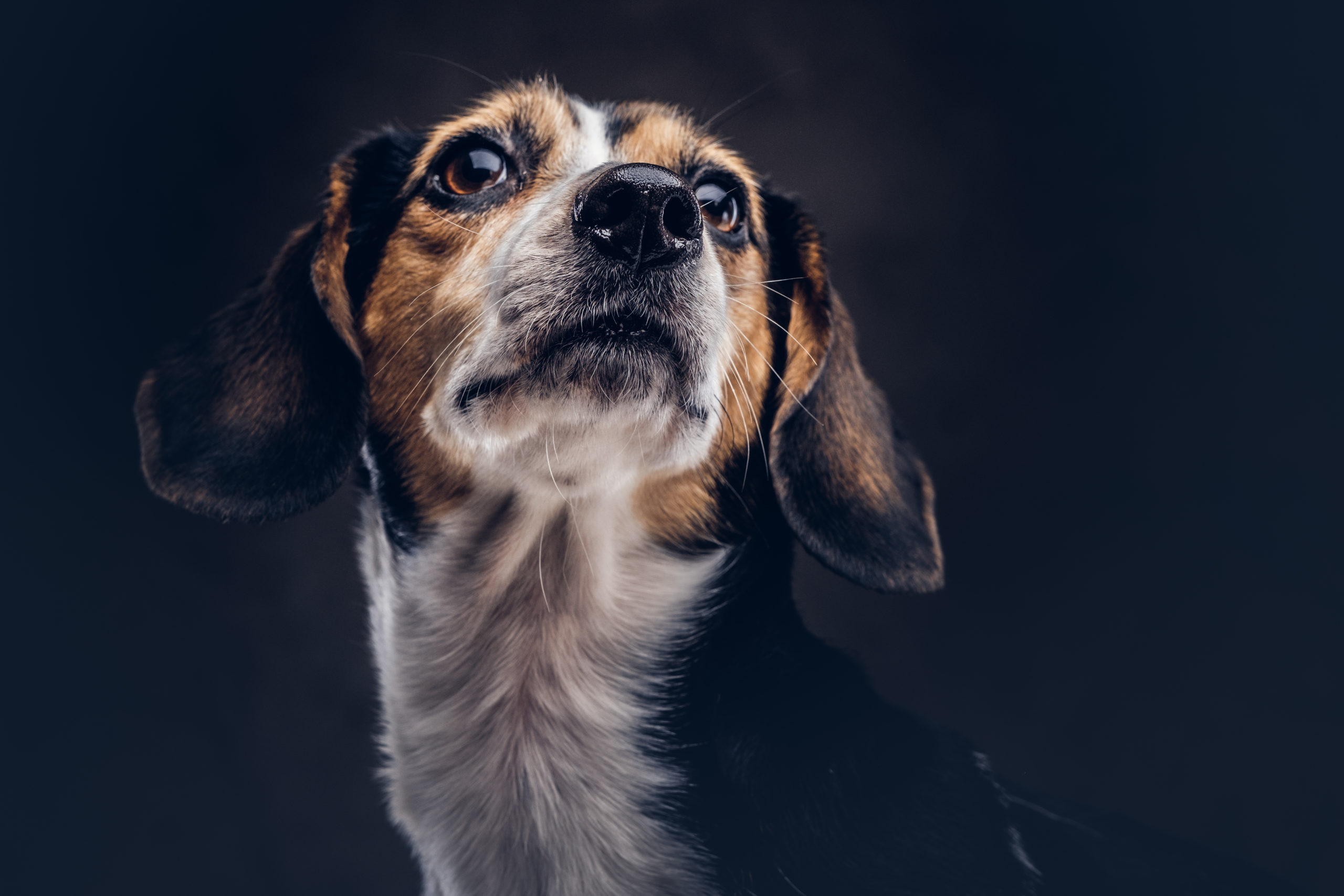 What are my legal options after a dog bite injury in PA?