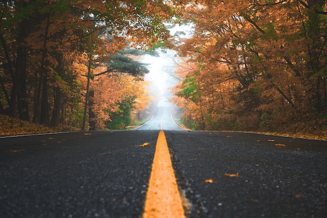 road lined with trees changing colors