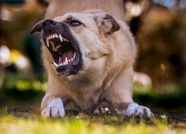 angry dog barring teeth